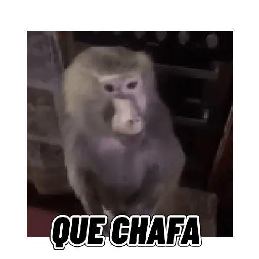 Changuitos mods 🐒🐵