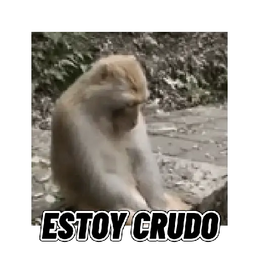 Changuitos mods 🐒🐵
