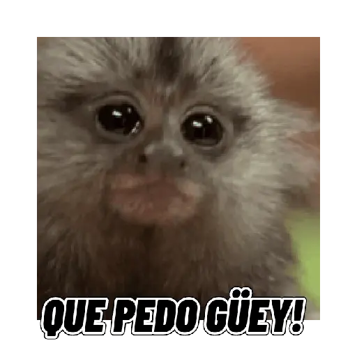 Changuitos mods 🐒🐵