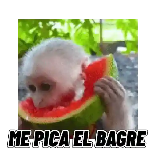 Changuitos mods 🐒🐵