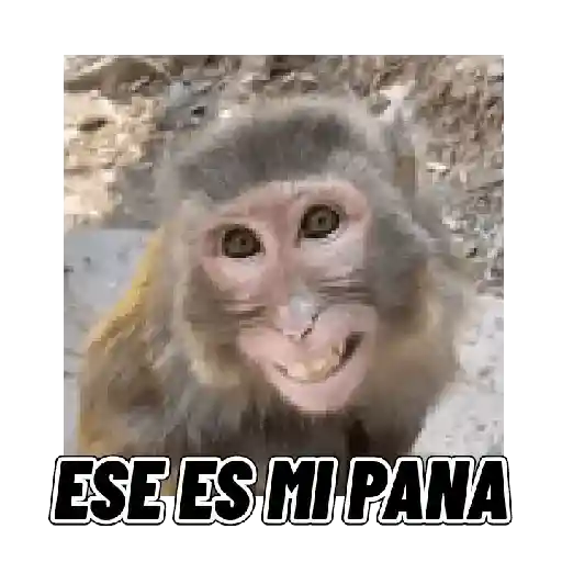 Changuitos mods 🐒🐵