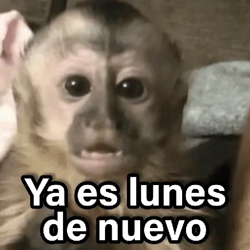 Changuitos 2🐒🍌