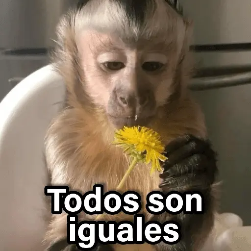 Changuitos 2🐒🍌