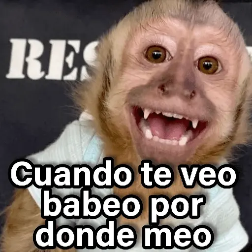Changuitos 2🐒🍌