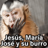 Changuitos 2🐒🍌