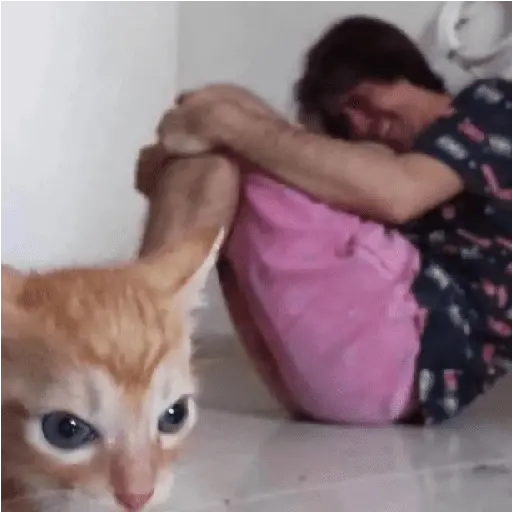 Michis para Reaccionar #𝟙 🐾