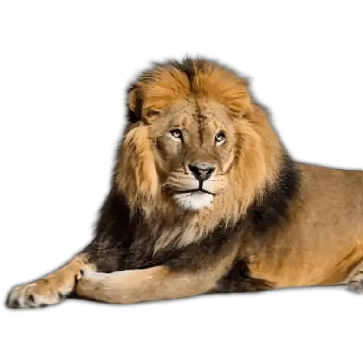 🐻🦓🦁Otorrinolaringólogo ❤️‍🔥🤤
