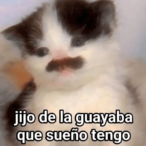 🐶🐱🐵 ANIMALITOS 🐵🐱🐶