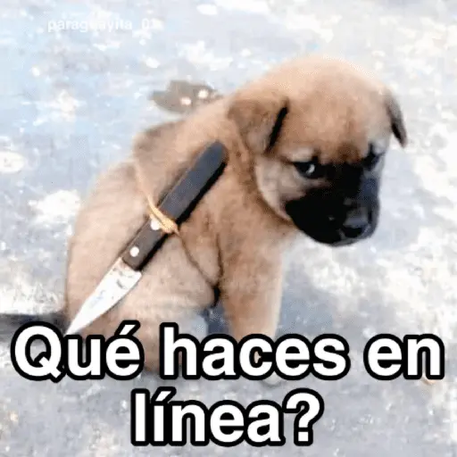 🐶🐱🐵 ANIMALITOS 🐵🐱🐶