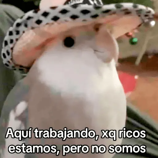 🐶🐱🐵 ANIMALITOS 🐵🐱🐶