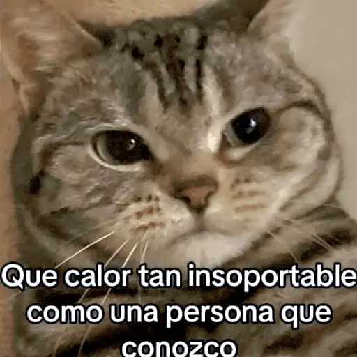 🐶🐱🐵 ANIMALITOS 🐵🐱🐶