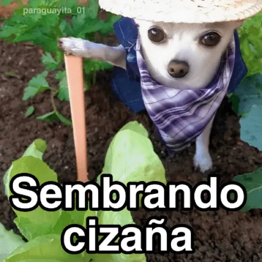 🐶🐱🐵 ANIMALITOS 🐵🐱🐶