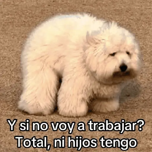 🐶🐱🐵 ANIMALITOS 🐵🐱🐶