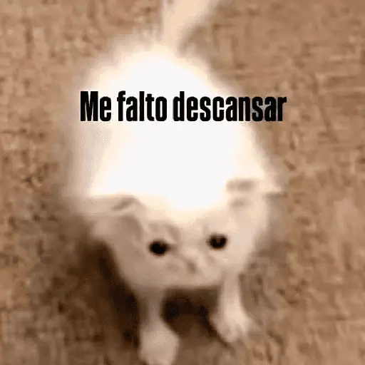 🐶🐱🐵 ANIMALITOS 🐵🐱🐶