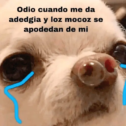 🐶🐱🐵 ANIMALITOS 🐵🐱🐶