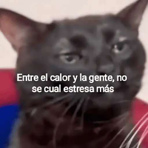 🐶🐱🐵 ANIMALITOS 🐵🐱🐶