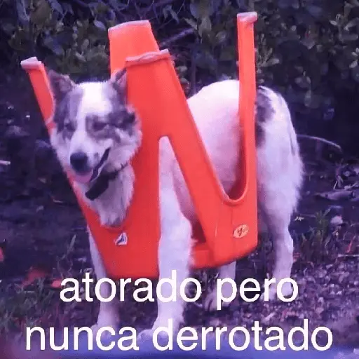 🐶🐱🐵 ANIMALITOS 🐵🐱🐶