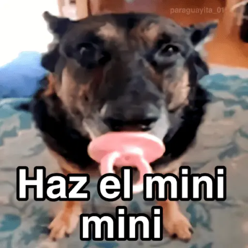 🐶🐱🐵 ANIMALITOS 🐵🐱🐶