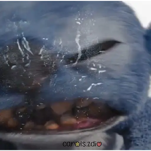 Stitch Película Live Action 🌊