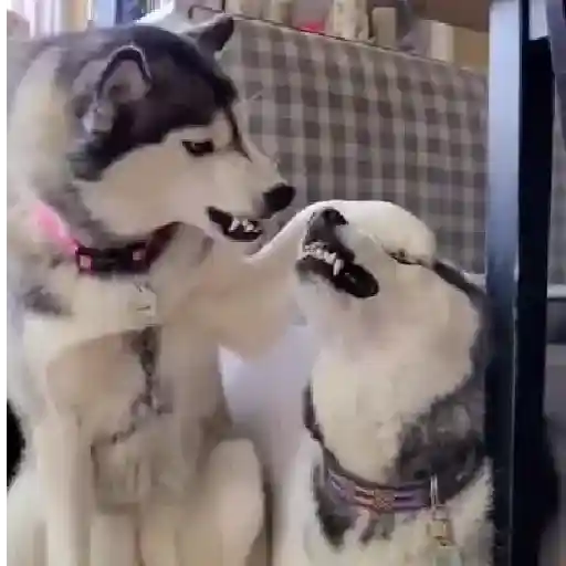 Cats and Dogs🐱💙🐶 preview