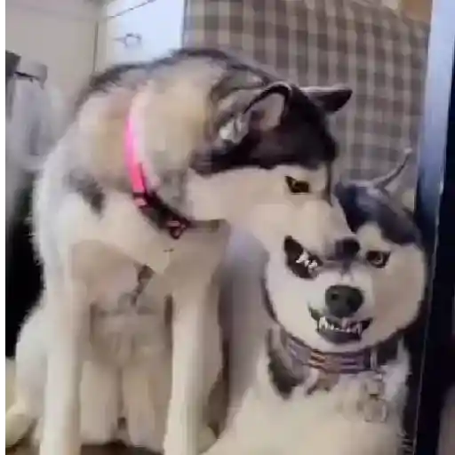 Cats and Dogs🐱💙🐶