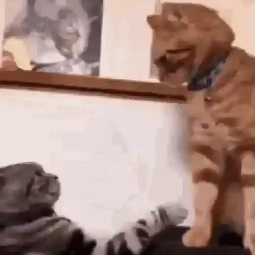 Cats and Dogs🐱💙🐶