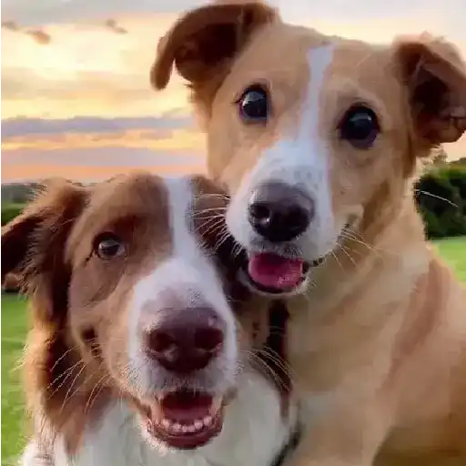 Cats and Dogs🐱💙🐶