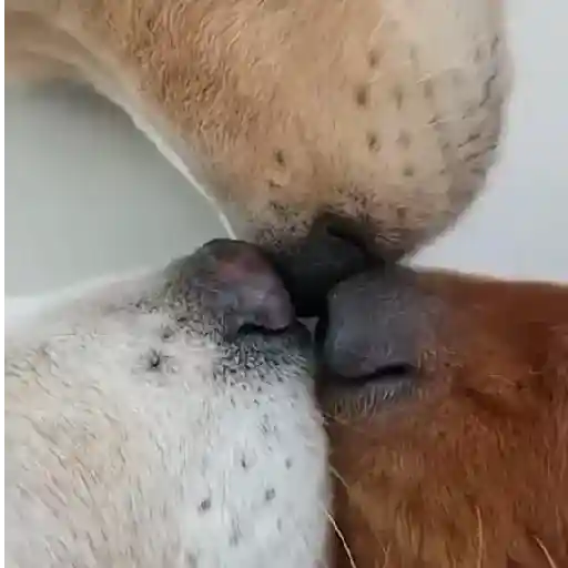 Cats and Dogs🐱💙🐶