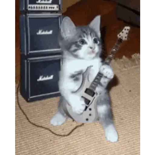 Gatos lol - tiktok 😹