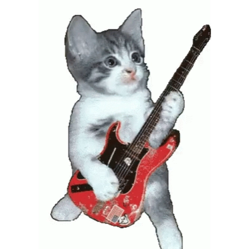 Gatos lol - tiktok 😹