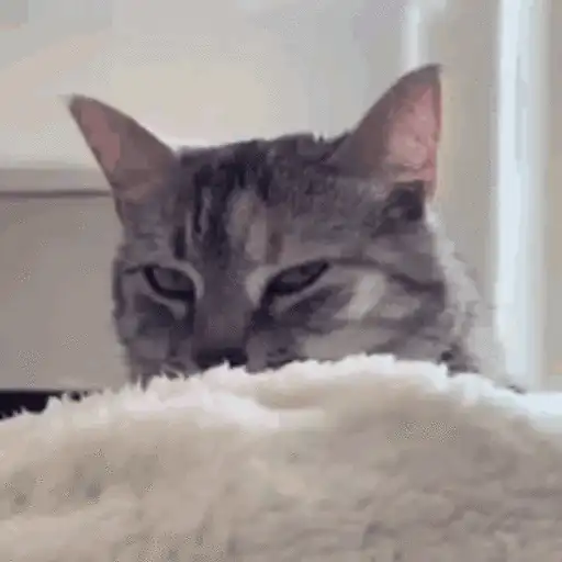 Gatos lol - tiktok 😹 preview