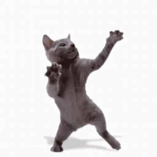 Gatos lol - tiktok 😹