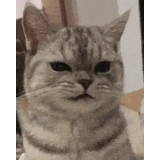 Gatos lol - tiktok 😹 preview