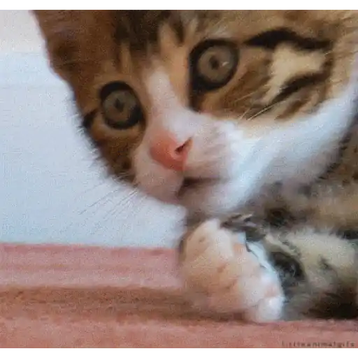Gatos lol - tiktok 😹