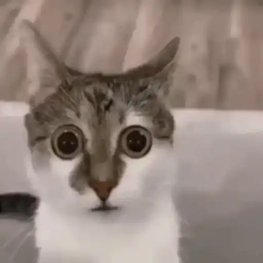 Gatos lol - tiktok 😹