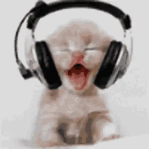 Gatos lol - tiktok 😹