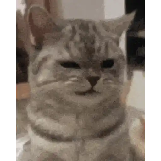 Gatos lol - tiktok 😹