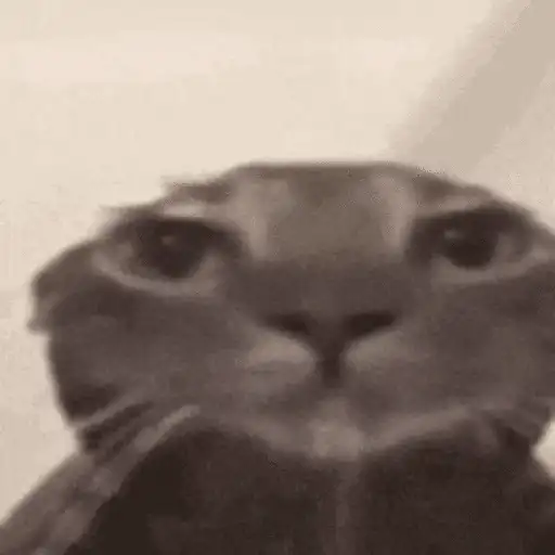 Gatos lol - tiktok 😹 preview