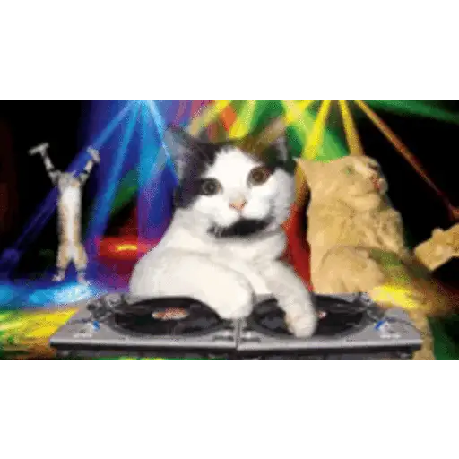 Gatos lol - tiktok 😹