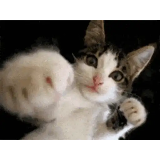 Gatos lol - tiktok 😹