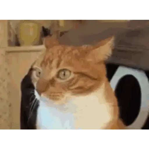 Gatos lol - tiktok 😹