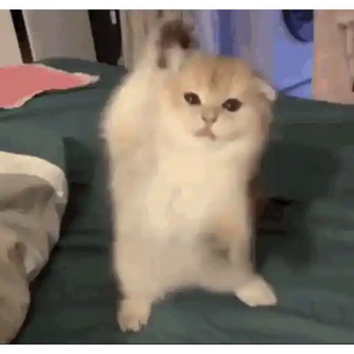 Gatos lol - tiktok 😹