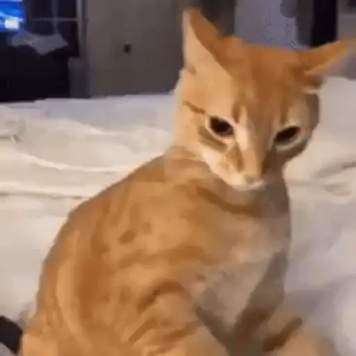 Gatos lol - tiktok 😹