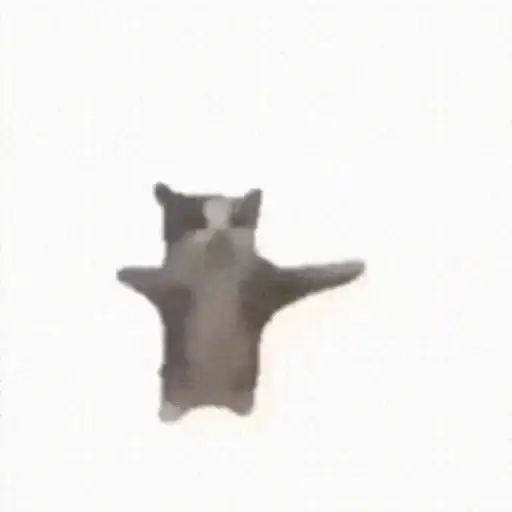 Gatos lol - tiktok 😹
