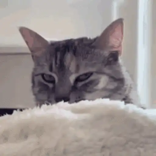 Gatos lol - tiktok 😹