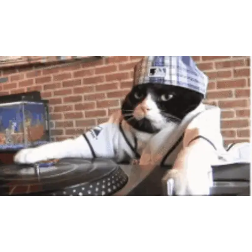 Gatos lol - tiktok 😹