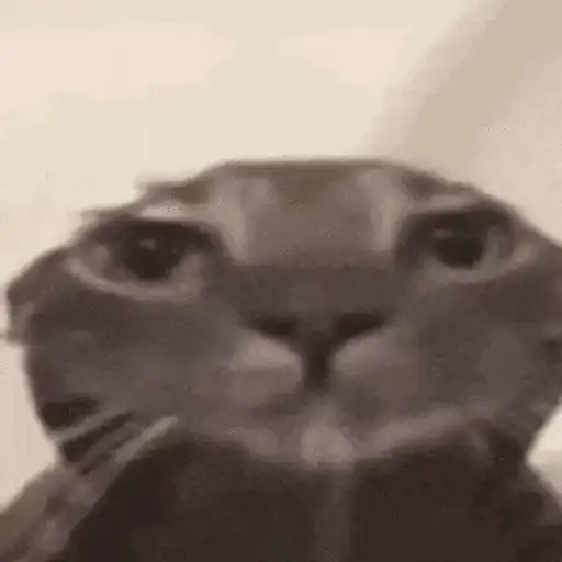 Gatos lol - tiktok 😹