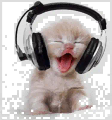 Gatos lol - tiktok 😹 preview