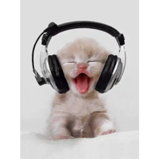 Gatos lol - tiktok 😹