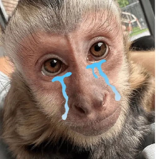 Monos tristes Random🙈